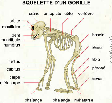 Squelette d'un gorille